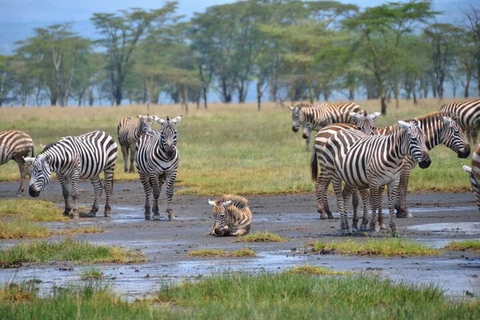 Nairobi Excursión privada de un día al Parque Nacional del Lago Nakuru