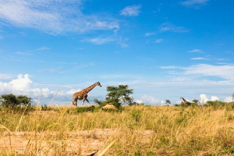 Murchison Falls National Park: 2-Day Safari with Boat Cruise 2-Day Luxury Option