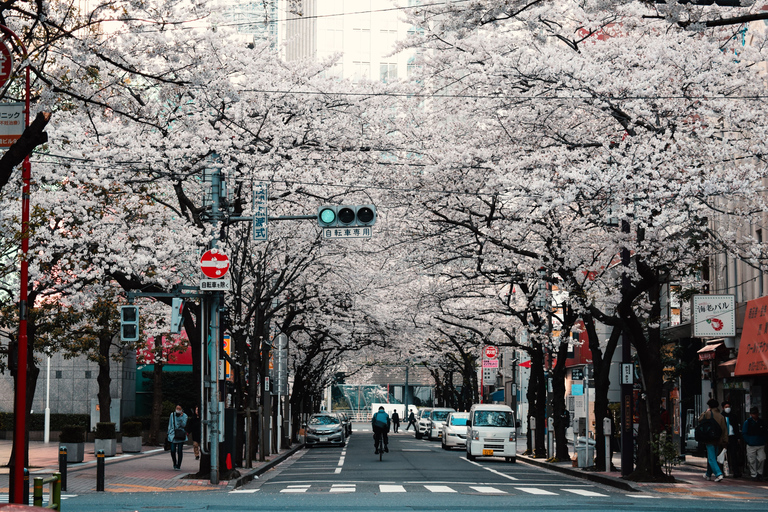 Tokyo Private Cherry Blossom Tour – Picnic Included