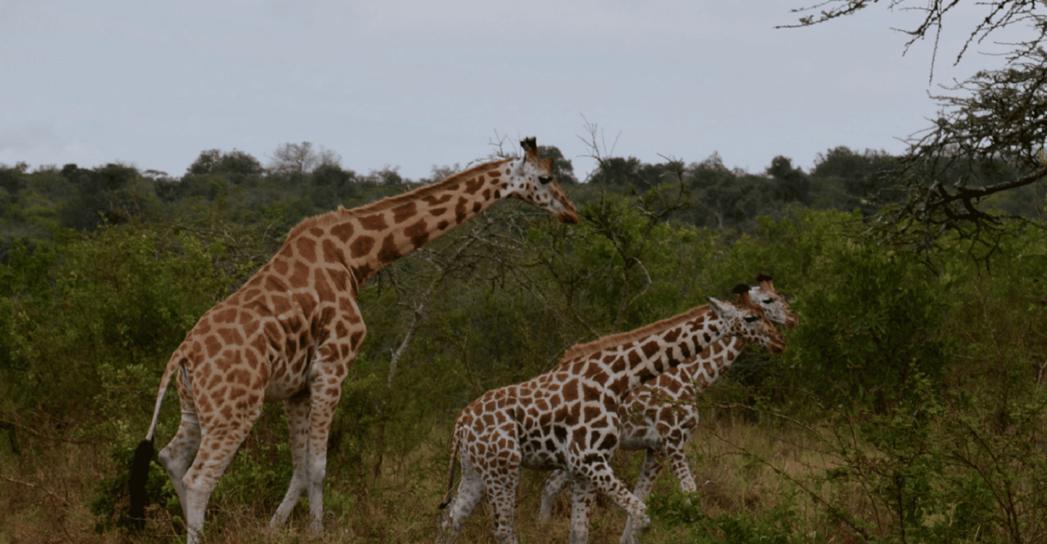 Lake Mburo National Park with Equator, Game Drive & Cruise - Housity