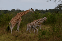Parco Nazionale del Lago Mburo con Equatore, Game Drive e Crociera - Hizvo