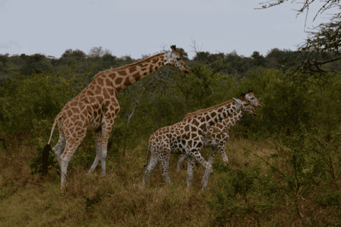 Lake Mburo National Park with Equator, Game Drive & Cruise