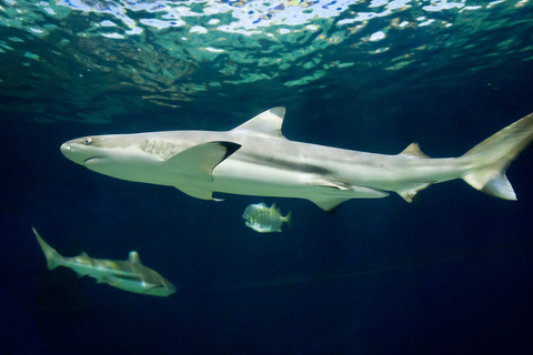 Aquarium de Vancouver : billet coupe-fileVancouver : billet coupe-file pour l'aquarium