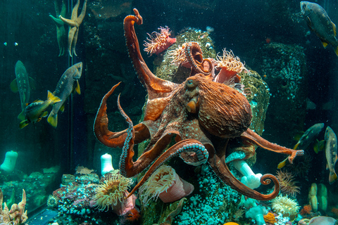 Aquarium de Vancouver : billet coupe-fileVancouver : billet coupe-file pour l'aquarium