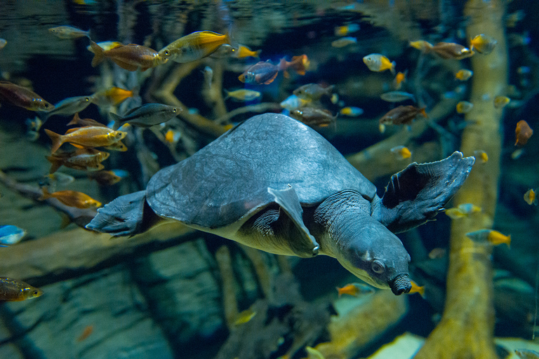 Aquarium de Vancouver : billet coupe-fileVancouver : billet coupe-file pour l'aquarium