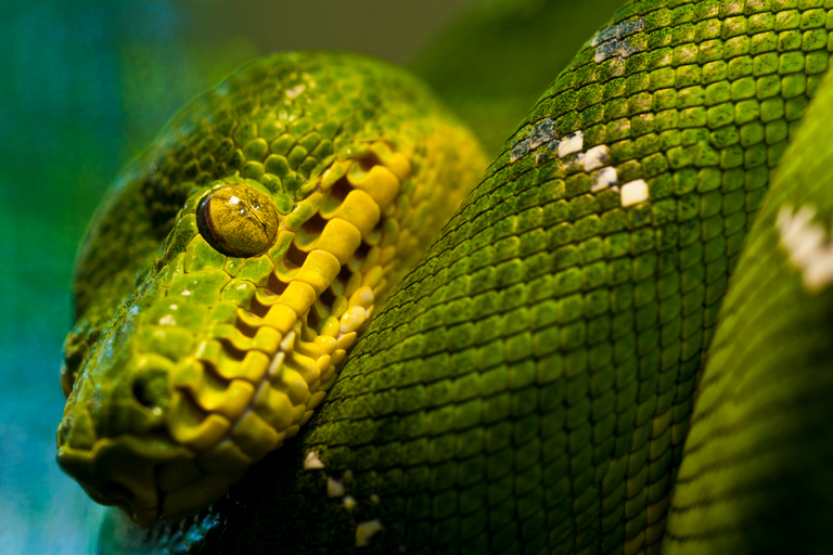 Aquarium de Vancouver : billet coupe-fileVancouver : billet coupe-file pour l'aquarium