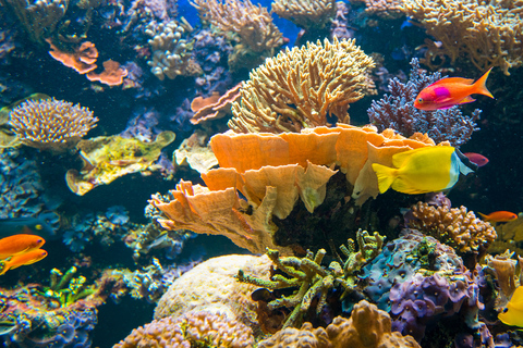 Aquarium de Vancouver : billet coupe-fileVancouver : billet coupe-file pour l'aquarium