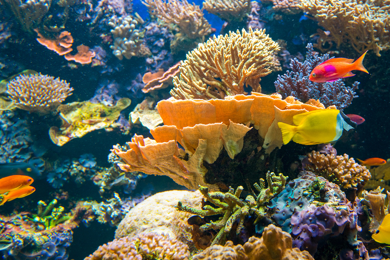 Aquarium de Vancouver : billet coupe-fileVancouver : billet coupe-file pour l'aquarium