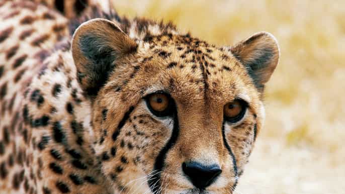christchurch orana wildlife park admission
