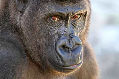 Christchurch: Orana Wildlife Park Admission
