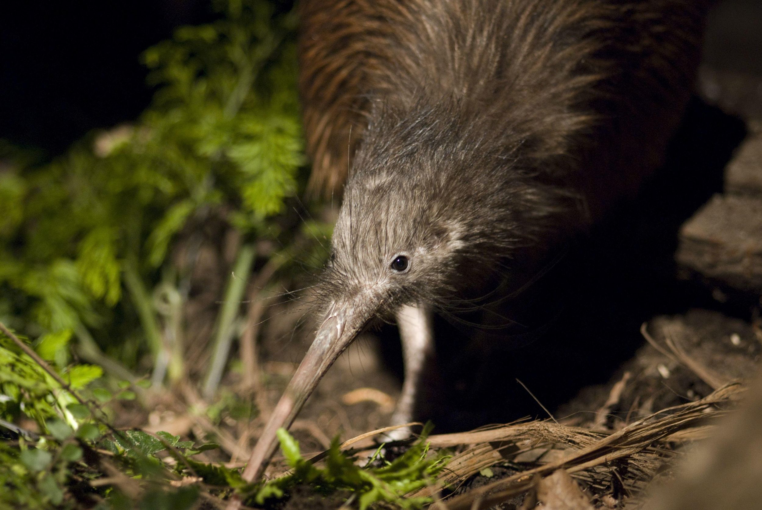 Christchurch: Ticket für den Orana Wildlife Park