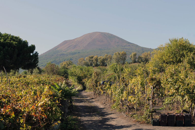 Naples: Vesuvius, Pompeii, and Vineyards Tour