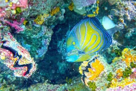 From Ko Samui: Ko Tao and Nang Yuan Small-Group VIP Tour