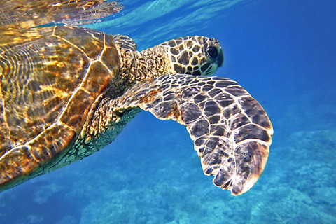 Port Barton: De isla en isla a Turtle Spot & ReefsTour privado