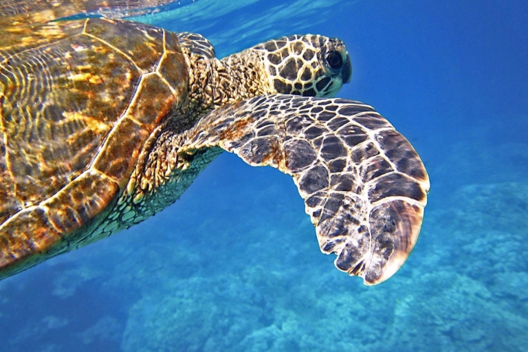 Port Barton: Island Hopping to Turtle Spot & Reefs Private Tour