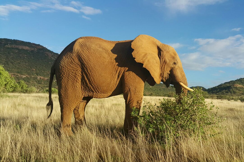 Amboseli nationalpark: Övernattning och safariÖvernattning på AA Lodge