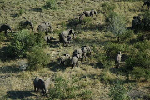 From Victoria Falls: Chobe National Park Safari and Cruise