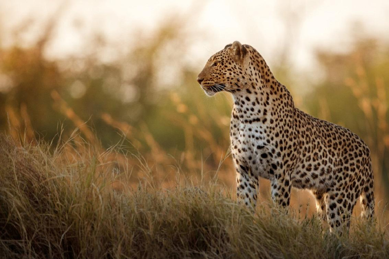 Jaipur: Half-Day Jhalana Leopard Safari with Guide