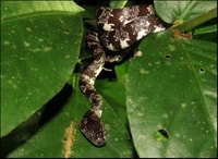 La Fortuna, Rio Penas Blancas Safari Float Tour - Housity