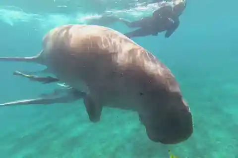 Marsa Alam: Marsa Mubarak and Marsa El Shona Snorkeling Tour