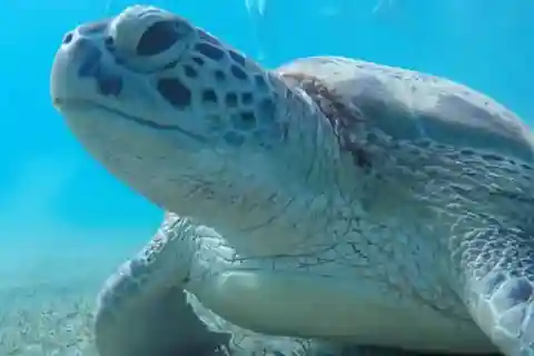 Marsa Alam: Abu Dabbab Snorkeling Tour