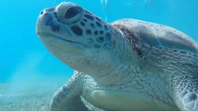 marsa alam abu dabbab snorkeling tour