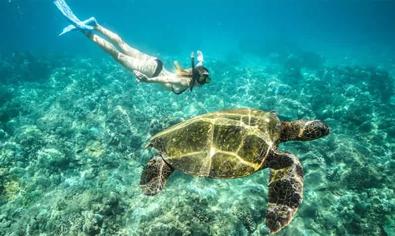 Marsa Alam: Abu Dabbab Snorkeling Tour 