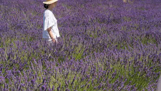 from marseille lavender fields halfday tour
