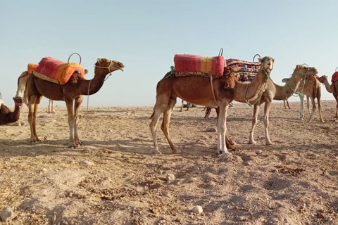 Passeio de quadriciclo e camelo em Agafay com jantar no Chouf L&#039;orMarrakech: Agafay Desert Quad Bike, passeio de camelo e jantar