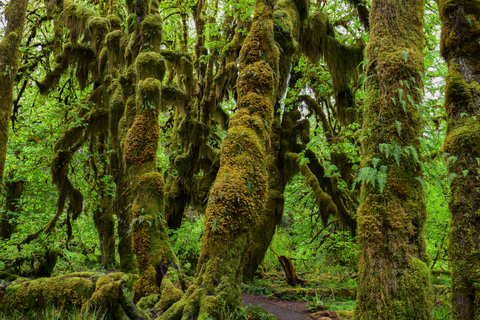 Olympic National Park: Hoh Rain Forest and Rialto Beach Tour