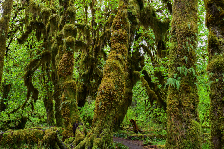 Olympic National Park: Hoh Rain Forest and Rialto Beach Tour