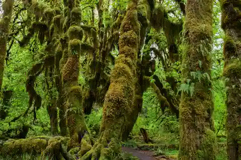 Parque Nacional Olímpico: Excursión por la Selva Tropical de Hoh y la Playa de Rialto