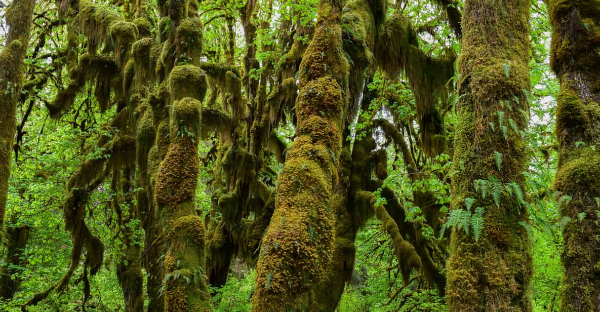 Olympic National Park Hoh Regenwald Und Rialto Beach Tour GetYourGuide olympic-national-park-hoh-regenwald-und-rialto-beach-tour-getyourguide