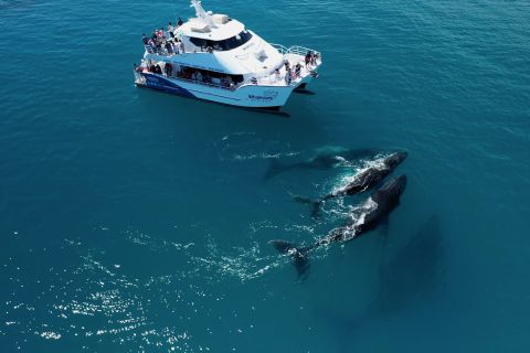 Hervey Bay: Half-Day Whale Watching Experience