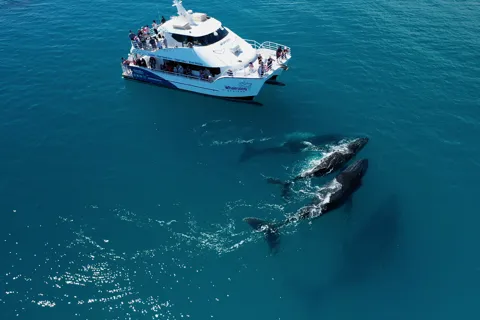 Hervey Bay: Halbtägige Whale-Watching-Bootsfahrt mit Mahlzeit