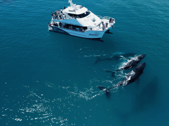 Hervey Bay: Halbtägige Whale-Watching-Bootsfahrt mit Mahlzeit
