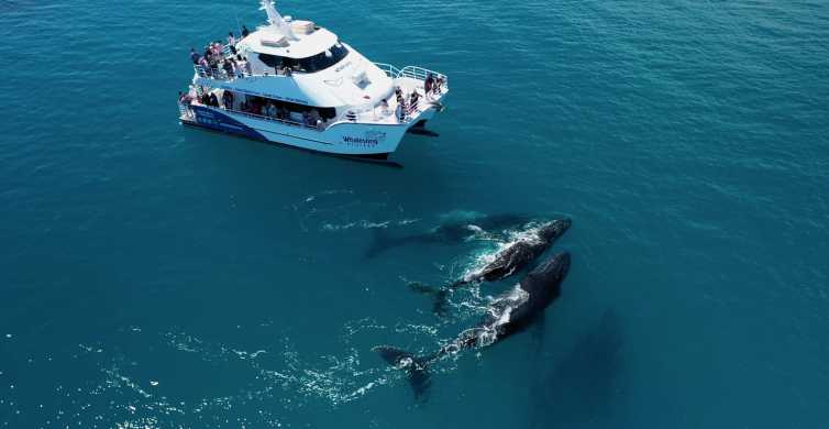 Hervey Bay Half Day Whale Watching Experience