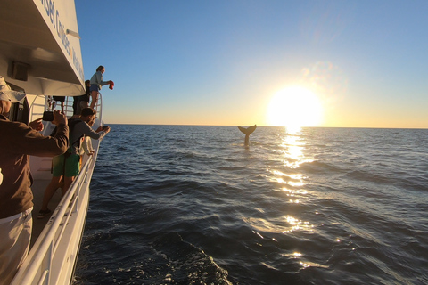 Hervey Bay: Half-Day Whale Watching Cruise with Meal
