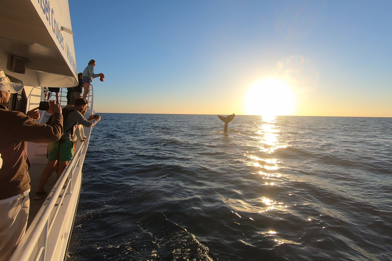 Hervey Bay: Half-Day Whale Watching Cruise with Meal