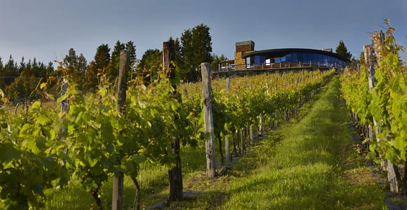 Txakoli wine tour from Bilbao