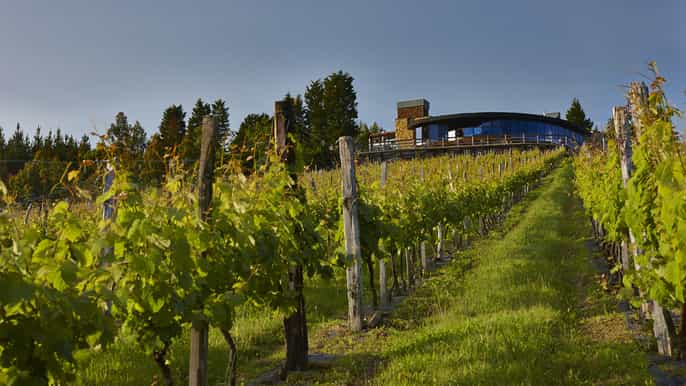 txakoli tour in cantina per piccoli gruppi con degustazioni