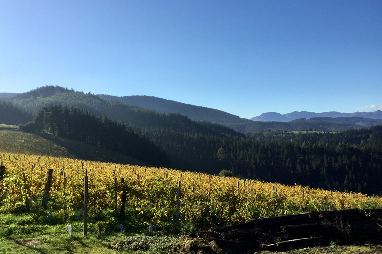 Txakoli: visita a la bodega en grupos pequeños con degustaciones