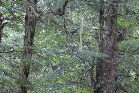 San Martín de los Andes: a 4x4 guided tour to the Mallin