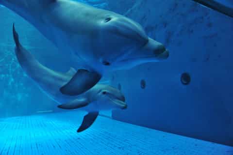 Genoa: Aquarium of Genoa with Lunch