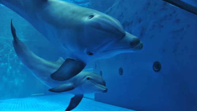 genova acquario di genova con pranzo