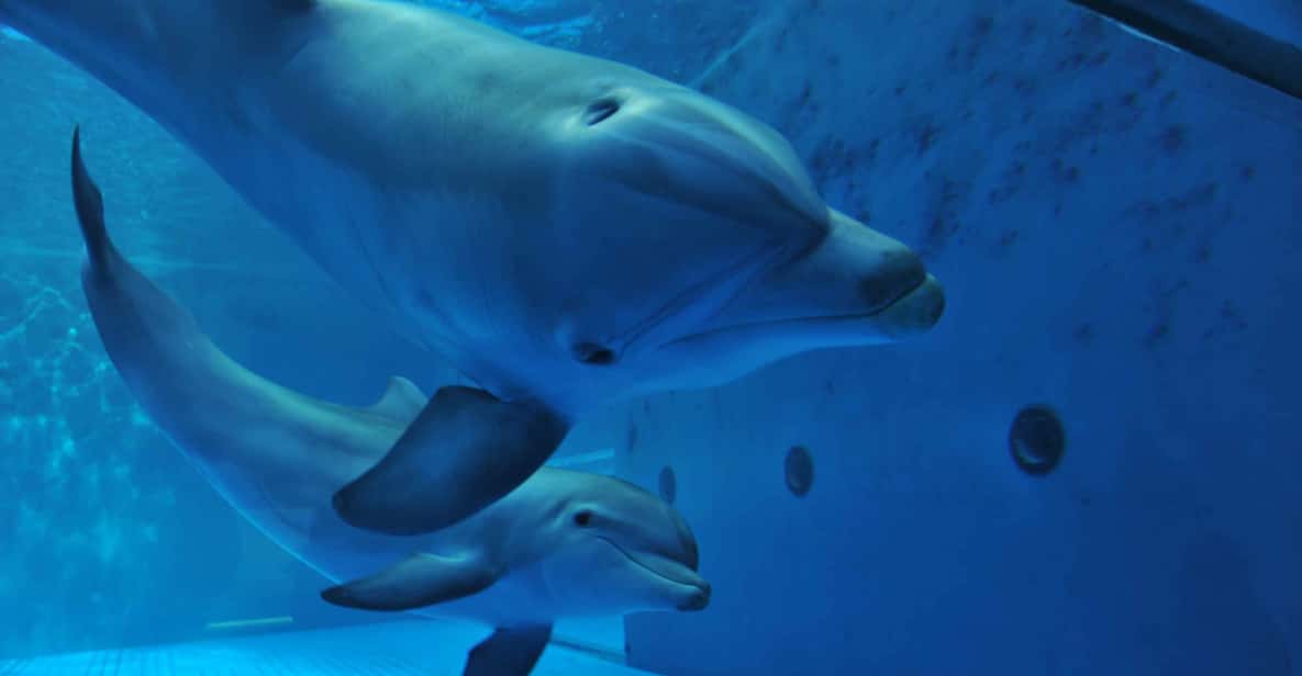 Genova: Acquario di Genova con pranzo