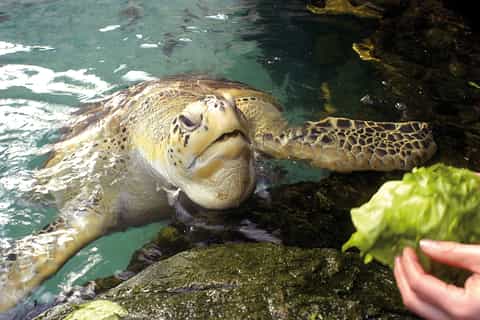 Genoa: Aquarium of Genoa with Lunch