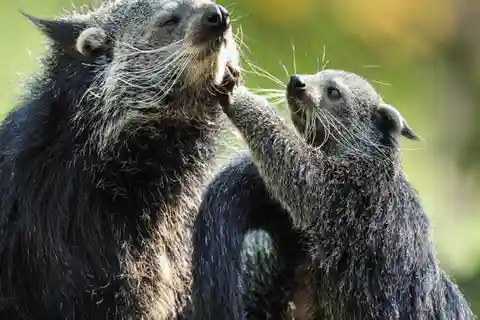 Paris: Ménagerie Zoo des Jardin des Plantes Eintrittskarte