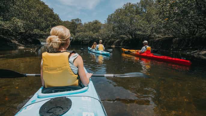 adelaide dolphin sanctuary eco kayaking tour