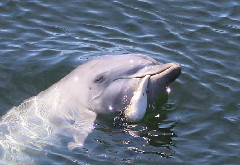 adelaide dolphin sanctuary tours